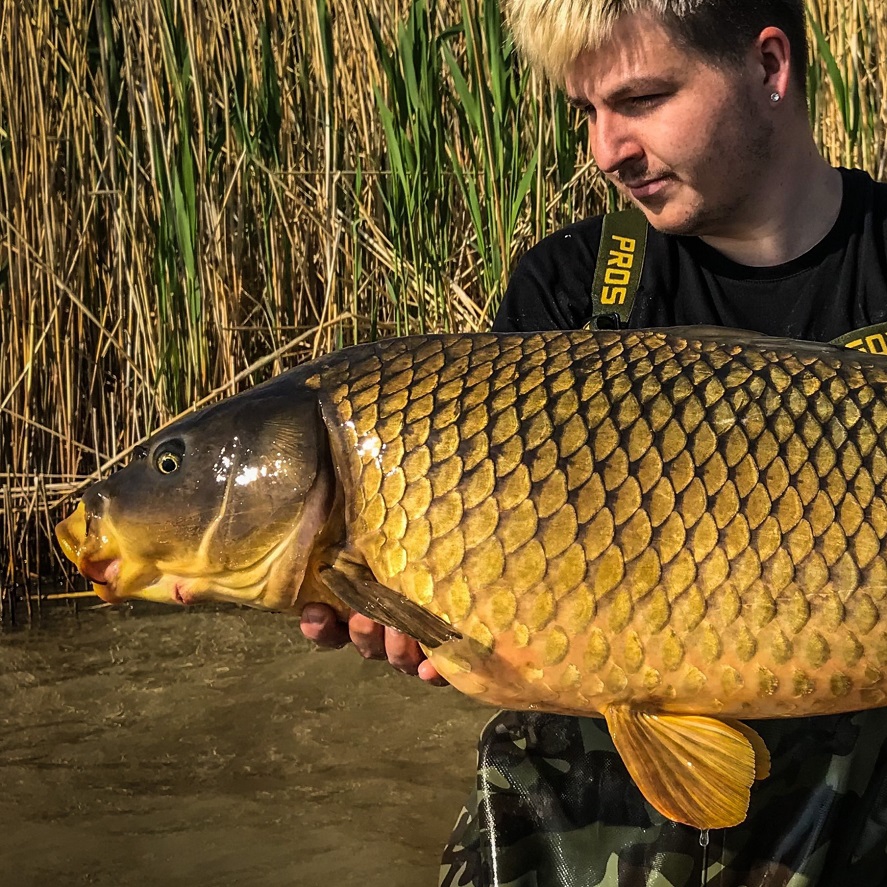 Belachan na kapry: „magnet“ na najväčšie ryby