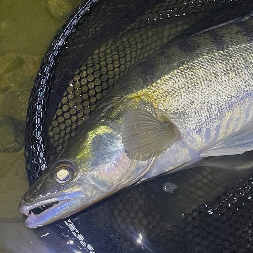 Najlepší wobler na zubáča: táto Rapala nesklame