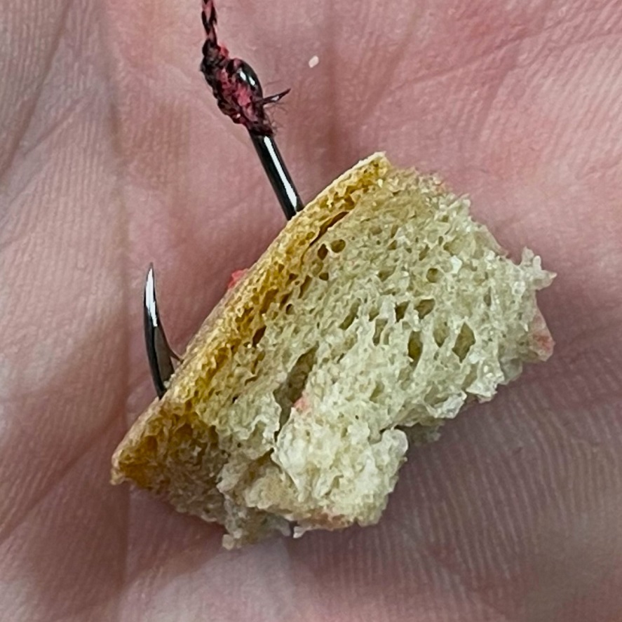 Lov kapra na chlieb: tradičná nástraha, ktorá nesklame
