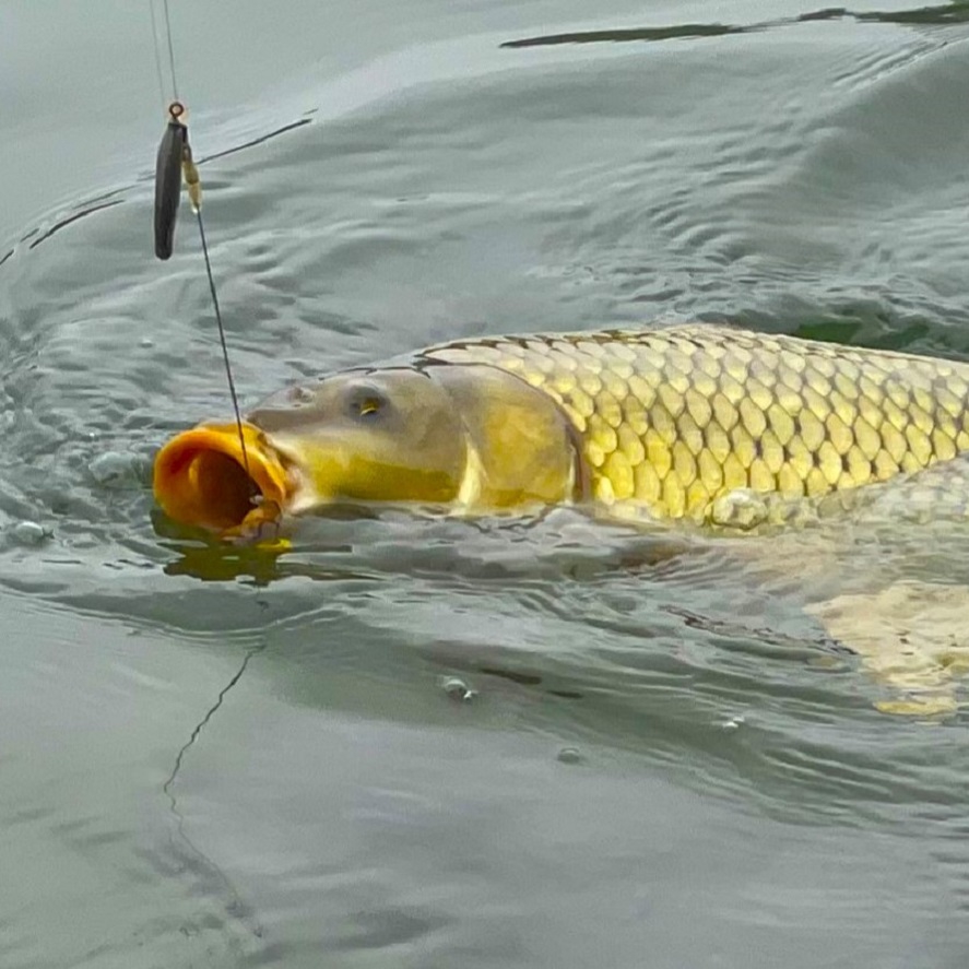 Jednoduchý nadväzec na boilies: rýchly návod ako na to