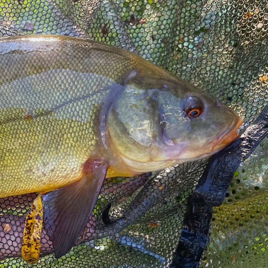 Lov lieňa: rybárske tipy na lieňe, ktoré musíte skúsiť