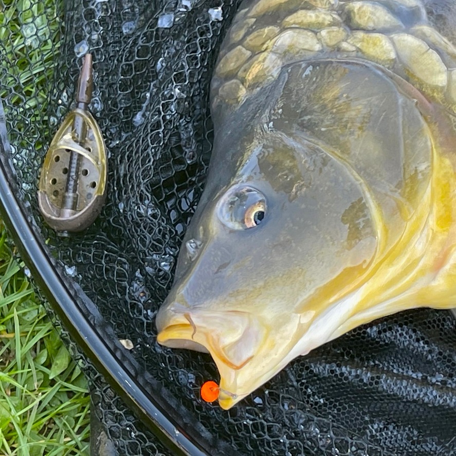 Najlepšie pelety na method feeder na jeseň