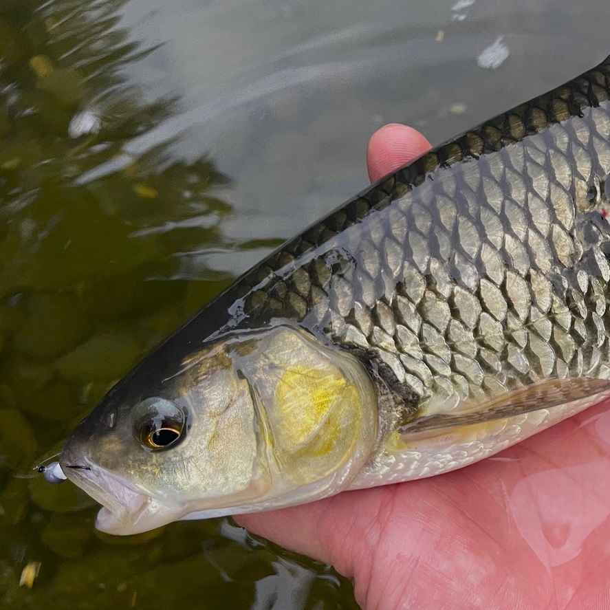 Prívlač v lete: tipy, ako chytať v horúcom počasí