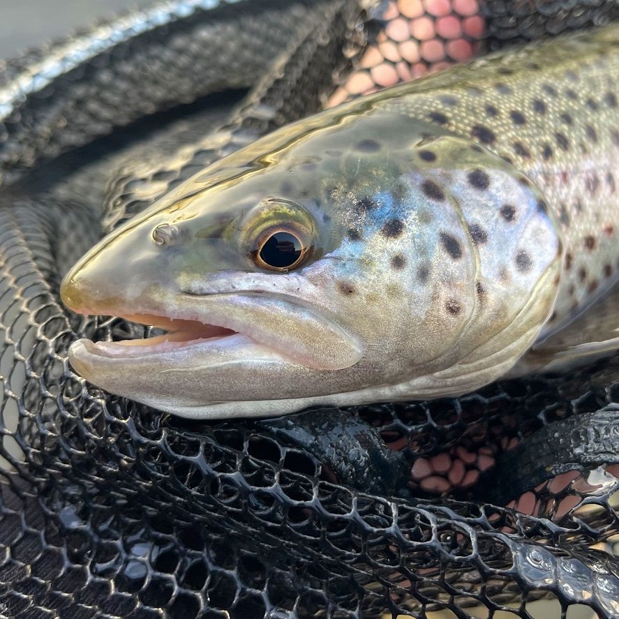 Lov pstruha na prívlač na rieke: účinné nástrahy na pstruhy