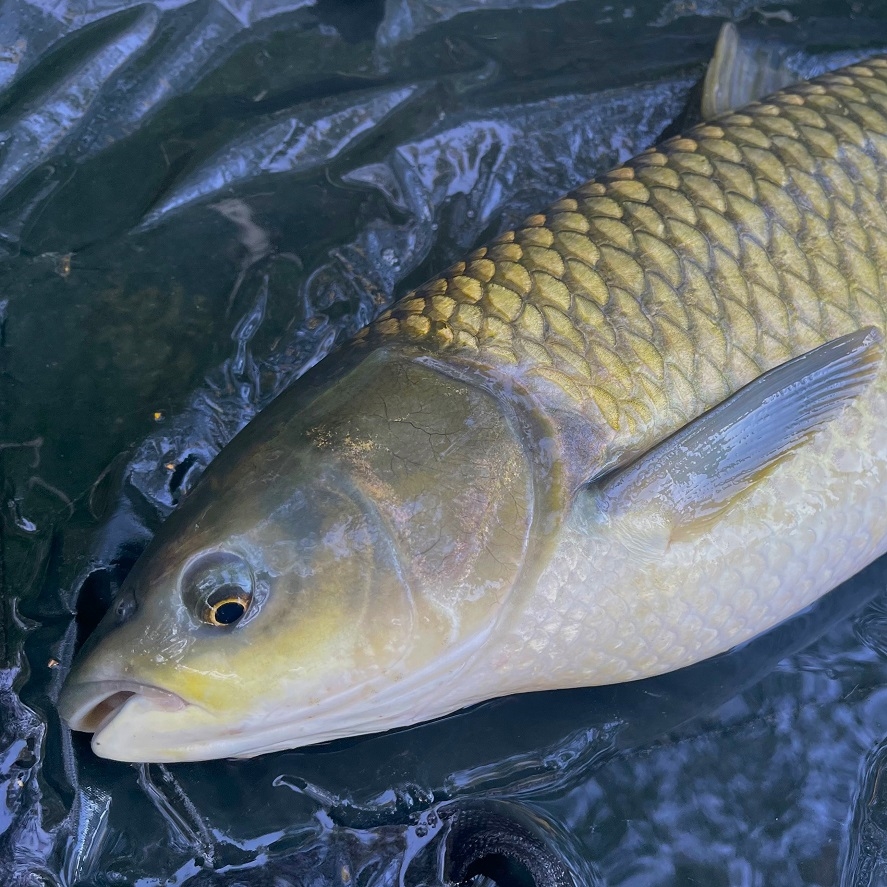 Lov amura z hladiny: montáže na amury, ktoré nesklamú
