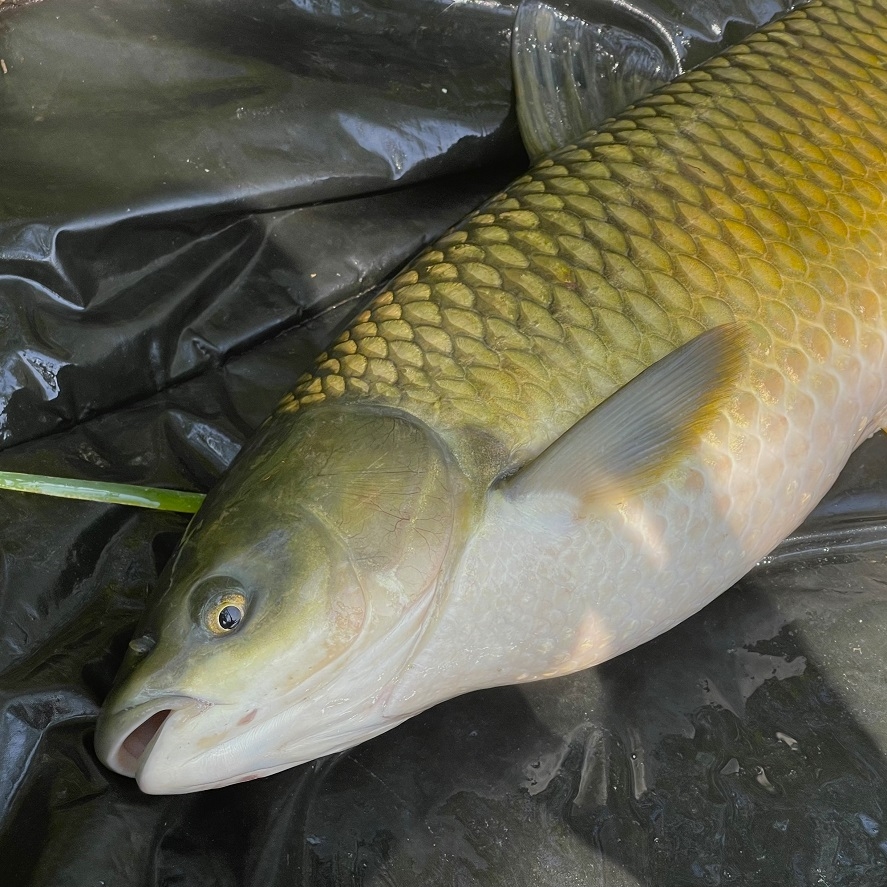 Nástrahy na amura: poznáte ich? Tieto nástrahy na amura fungujú