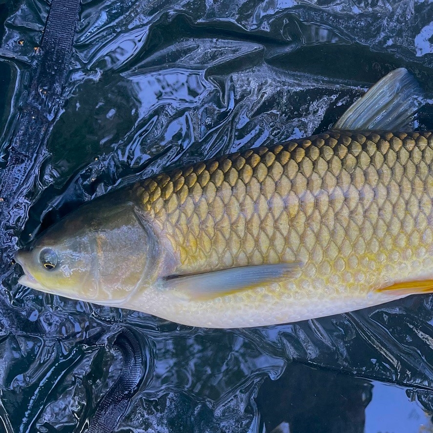 Kŕmenie na amura: tieto suroviny prilákajú amury