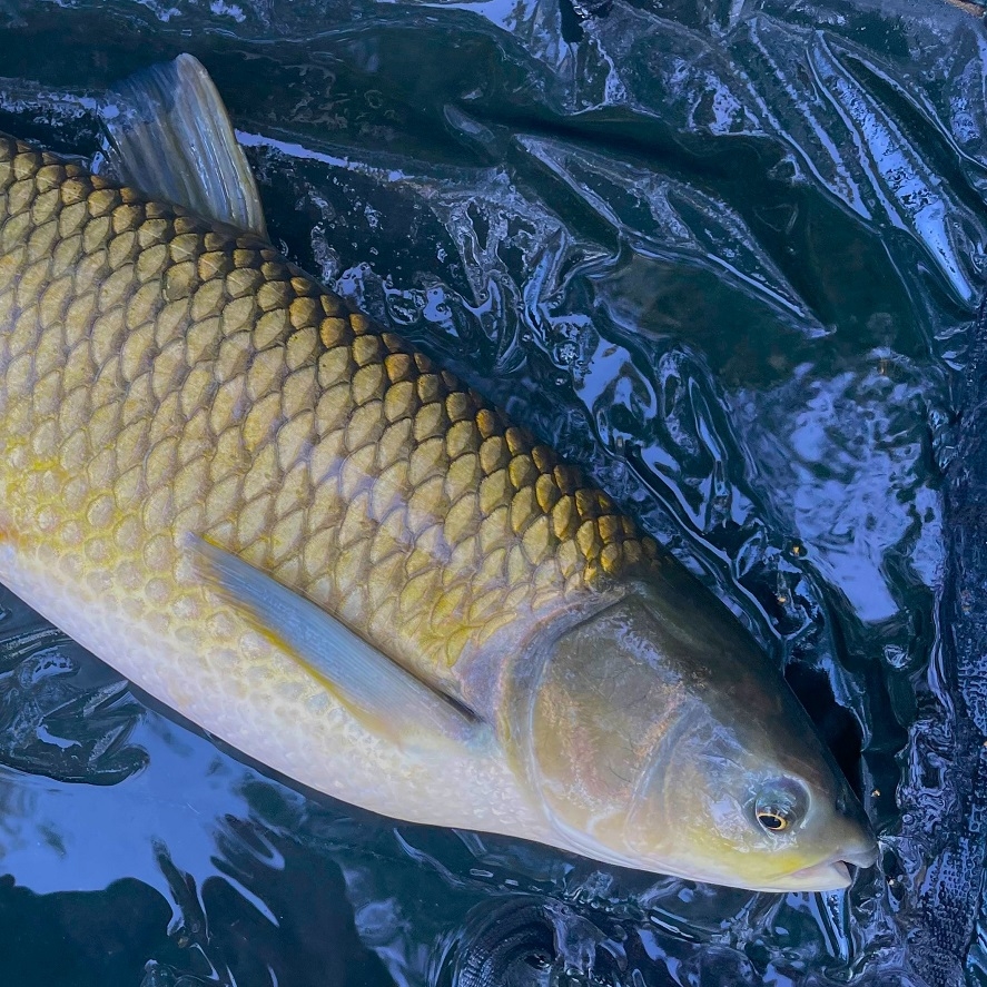 Lov amura: ako na amura? Osvedčené tipy na amury