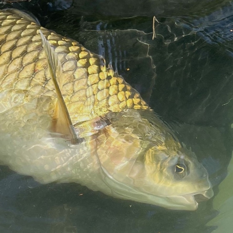 Je lov amura lepší, než lov kapra? Zamyslenie rybára