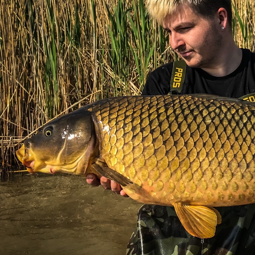 Belachan na kapry: „magnet“ na najväčšie ryby