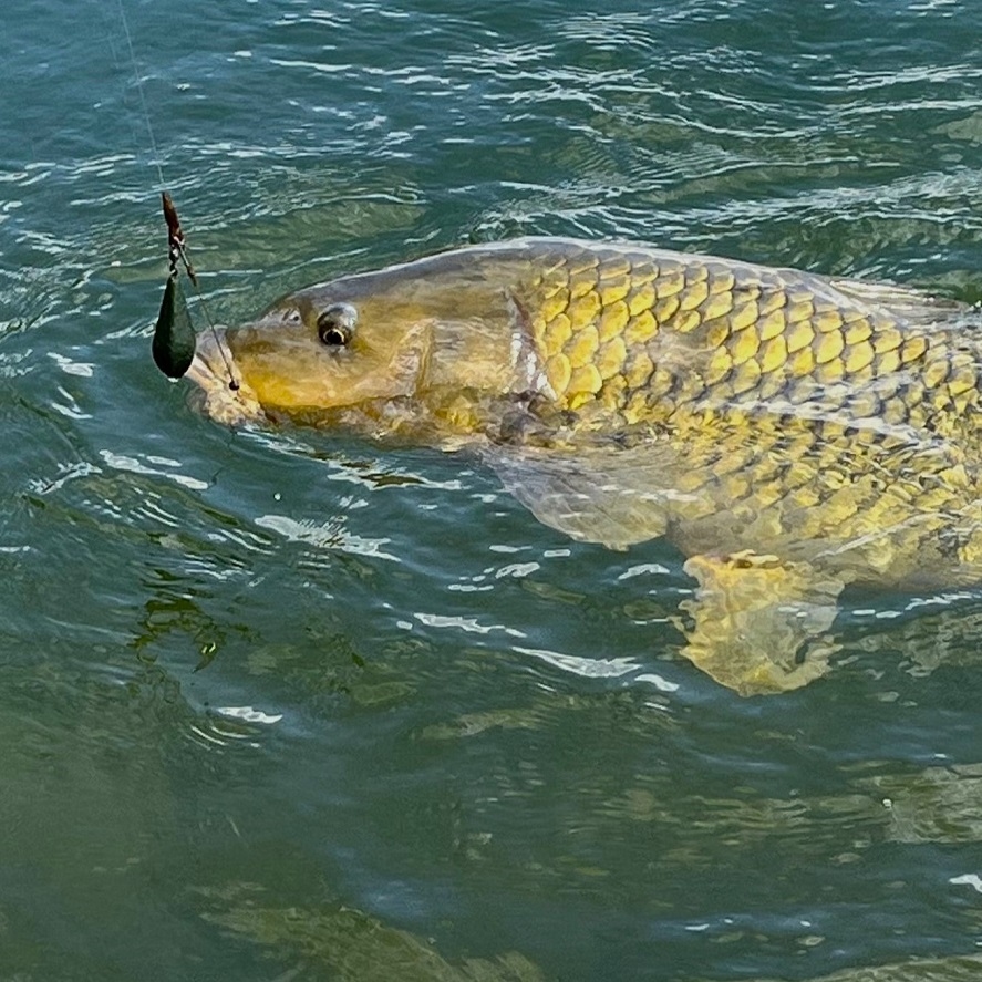 Tigrí orech v boilies: účinná nástraha na kapry