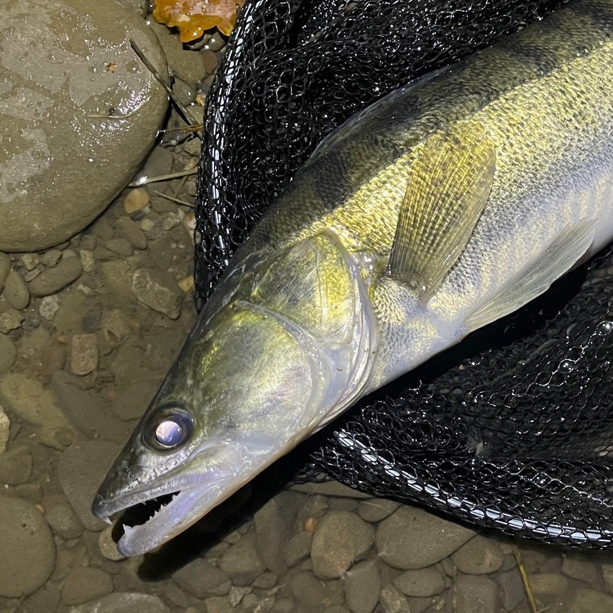 Zubáč na prívlač: účinné nástrahy na zubáča, ktoré fungujú