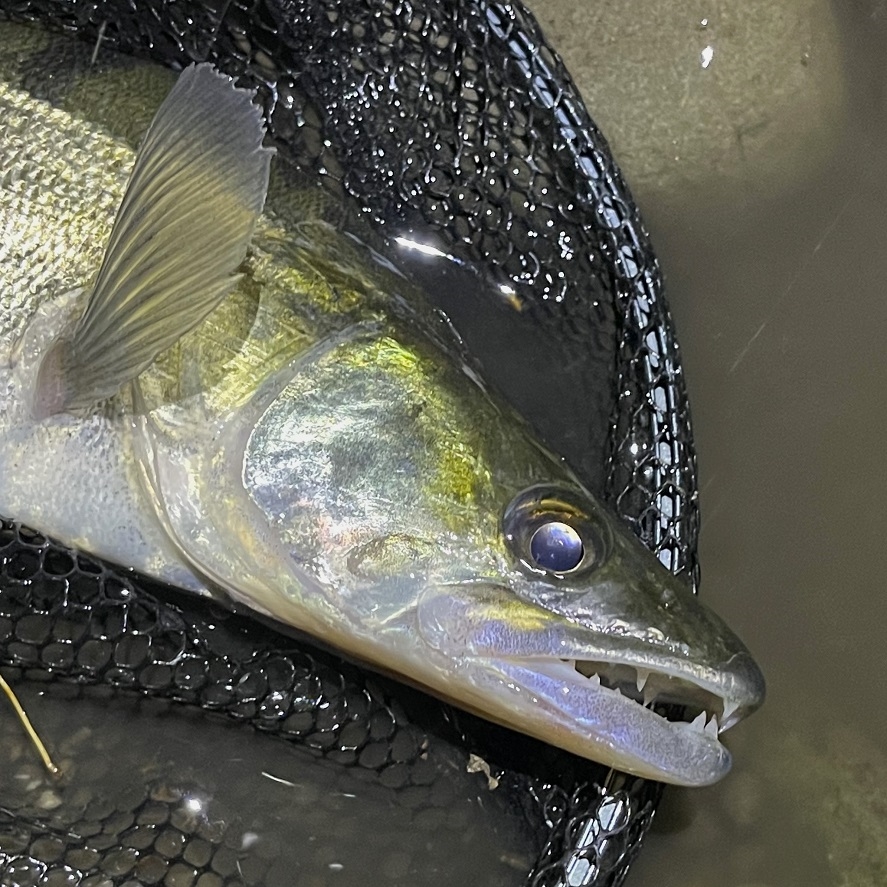 Zubáč na prívlač: rady, ako vybrať vybavenie na zubáče