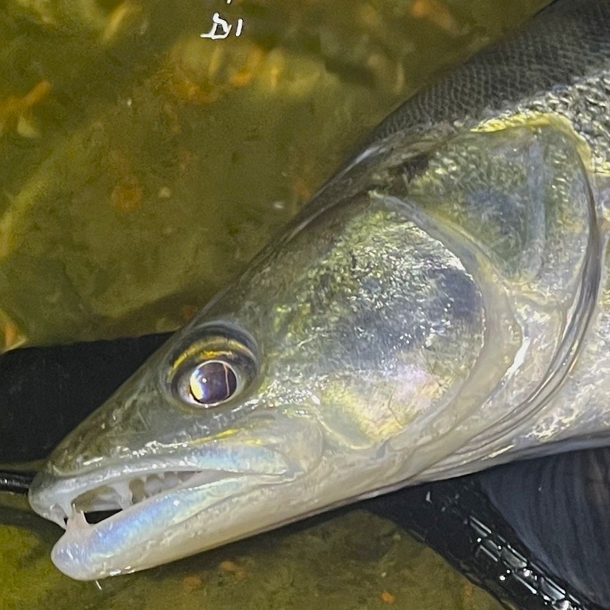 Lov zubáča: tipy na miesta, kde chytíte zubáča