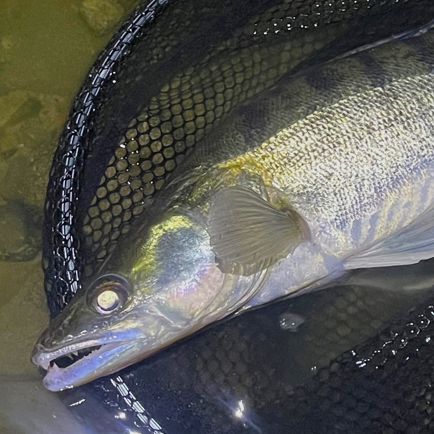 Najlepší wobler na zubáča: táto Rapala nesklame