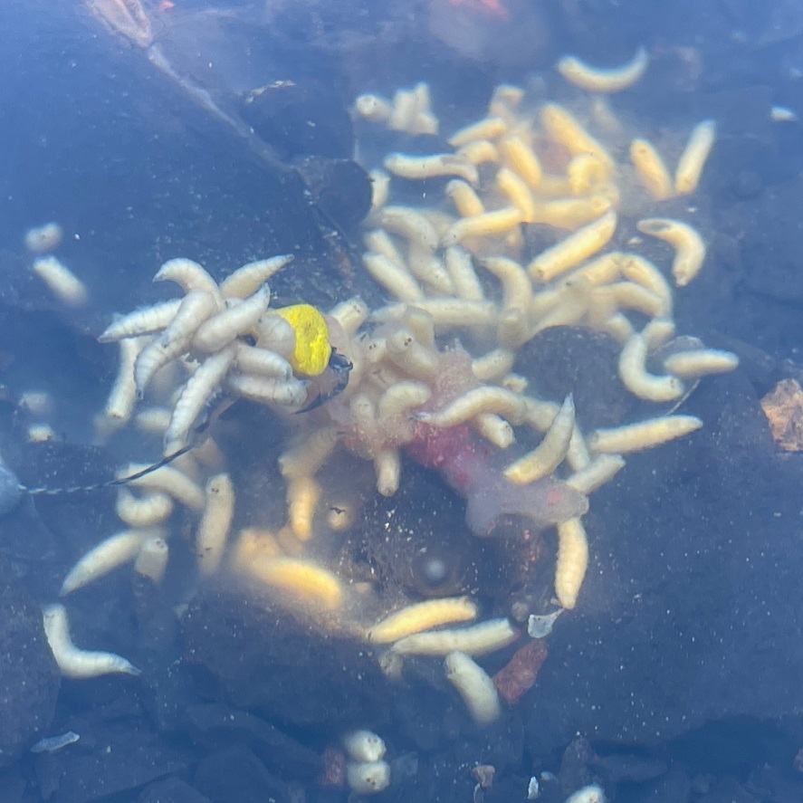 Lov kapra na červy: pri love nestíhate sekať zábery