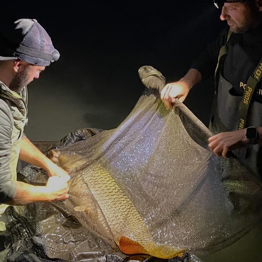 Kaprárina: ako prilákať najväčšie kapry? Skúste toto
