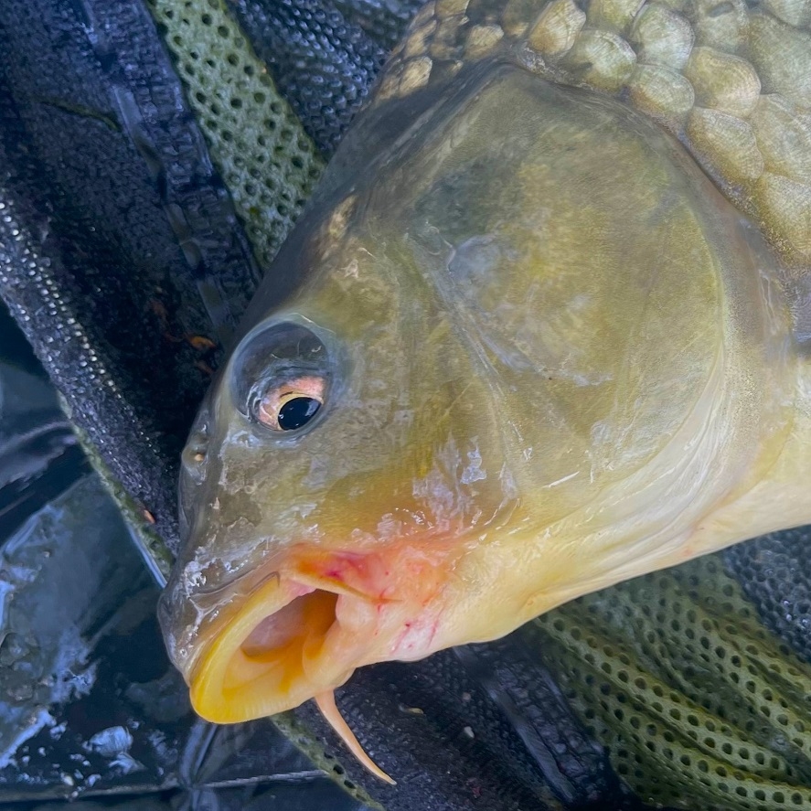 Lov kapra na krmítko: chyby, ktoré pri love nerobte