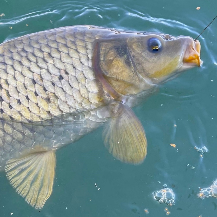 Lov kapra na jeseň na krmítko: skúste toto