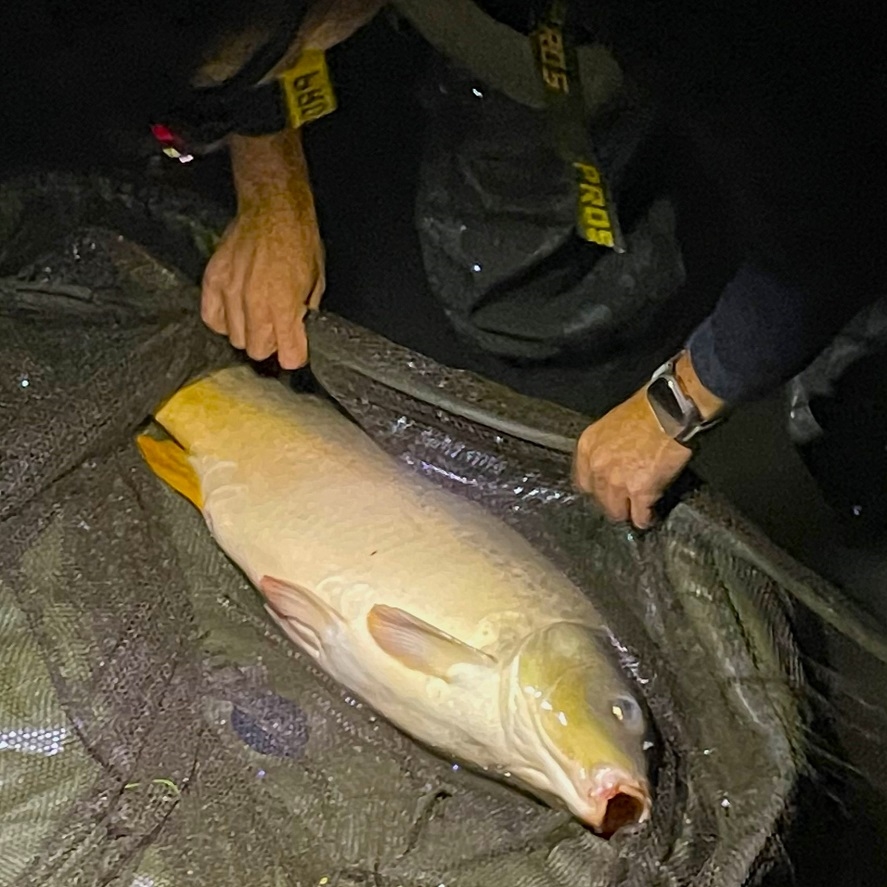 Lov kapra na jeseň: úspešné nástrahy do studenej vody