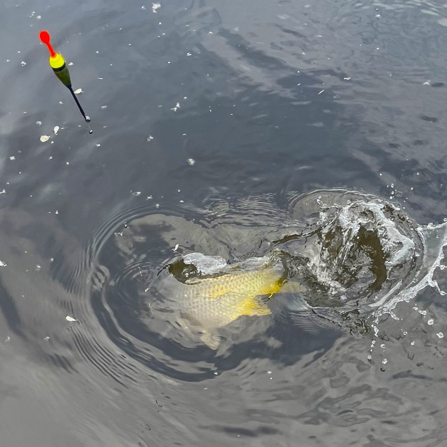 Kapor na plávanú: jednoduchý lov kapra na plavák