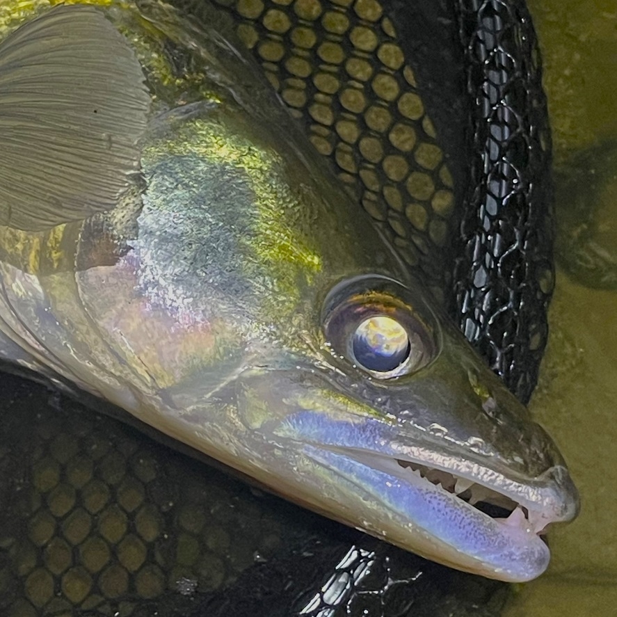 Prívlač na gumy: malé gumy na veľké dravce