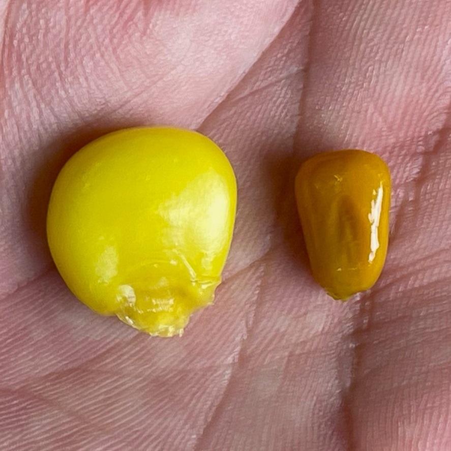 Mega kukurice na ryby: obrie kukurice, ktorú milujú najväčšie kapry a amuri