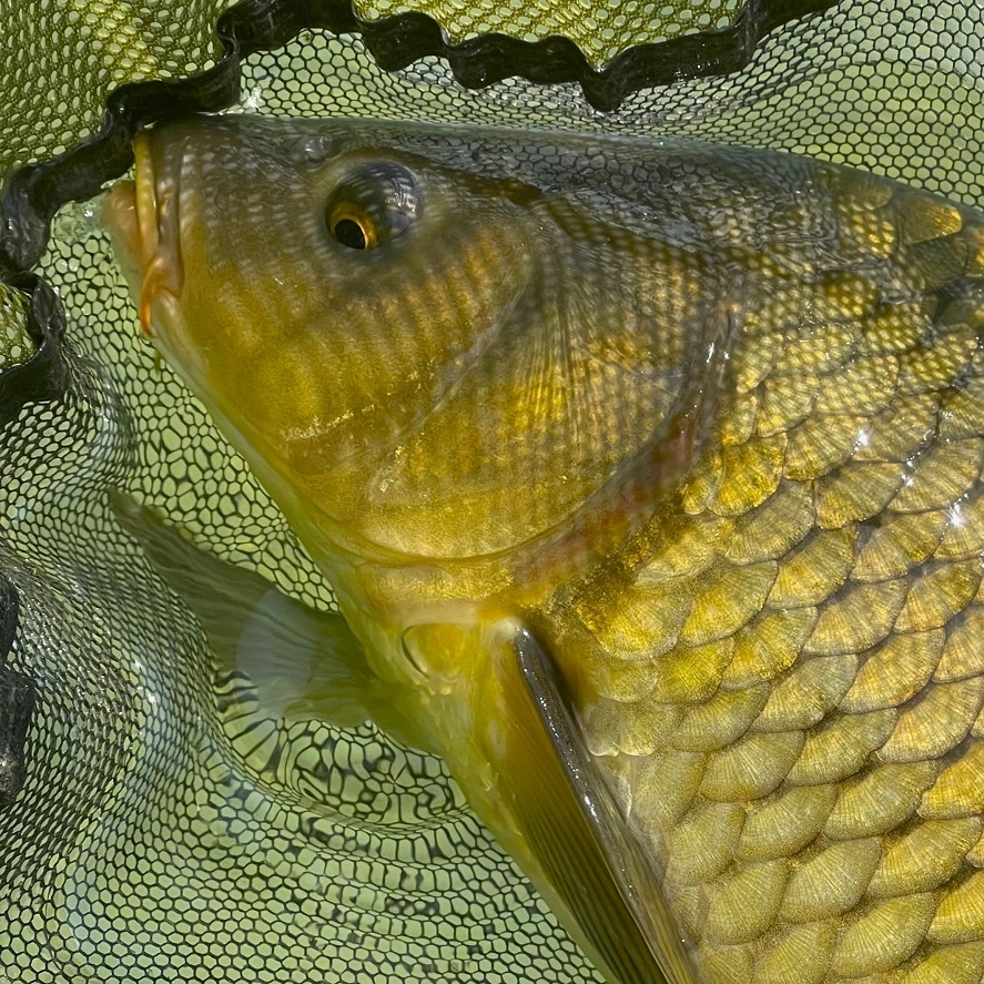 Účinné nástrahy na kapry lacno: výhodné balenie
