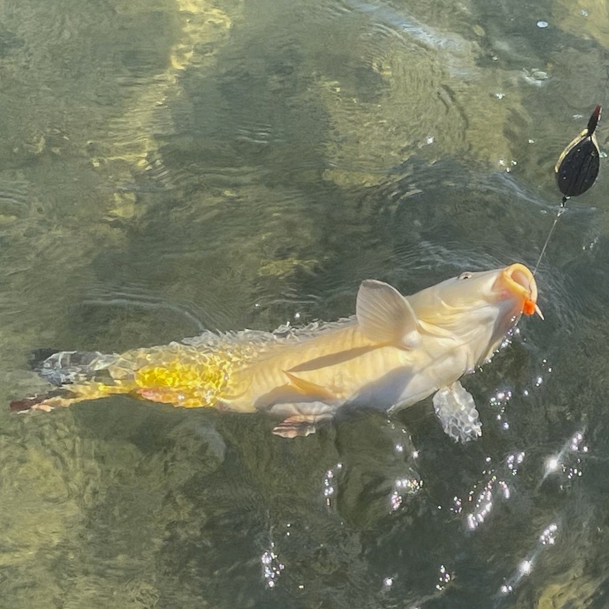 Aký je najlepší nadväzec na method feeder: skúste tieto