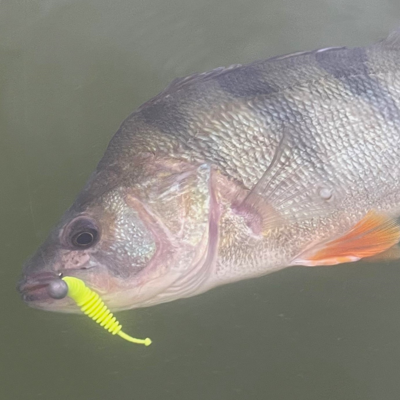 Nástrahy na ostrieža na prívlač: nástrahy na ostrieža, ktoré fungujú