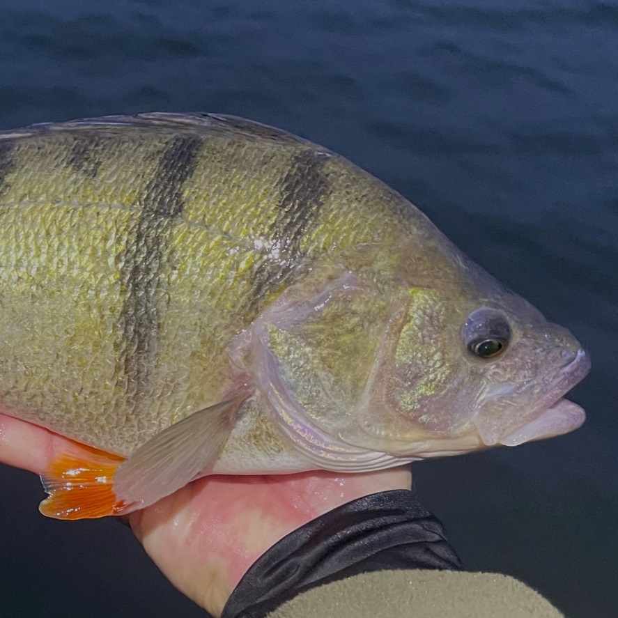 Lov ostrieža: tu chytíte ostrieže cez 40 centimetrov