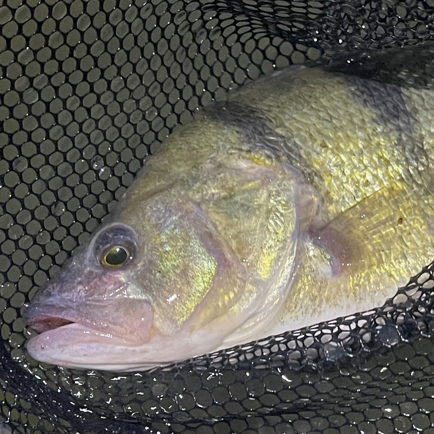 Ostriež na prívlač: tipy, ako chytiť ostrieža cez 40 centimetrov