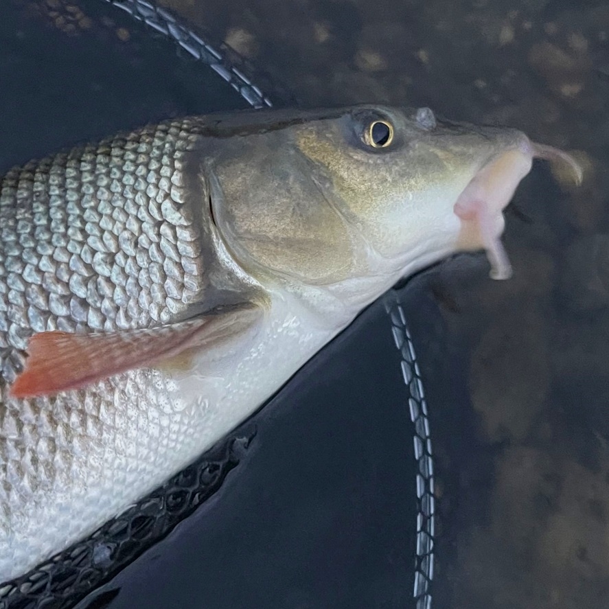 Parma na prívlač: tipy, ako chytiť parmu na prívlač