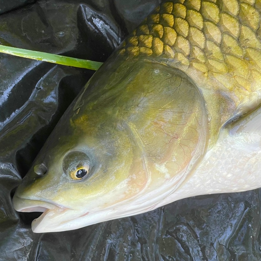 Nové pelety na amury Fishmax: najlacnejšie na trhu