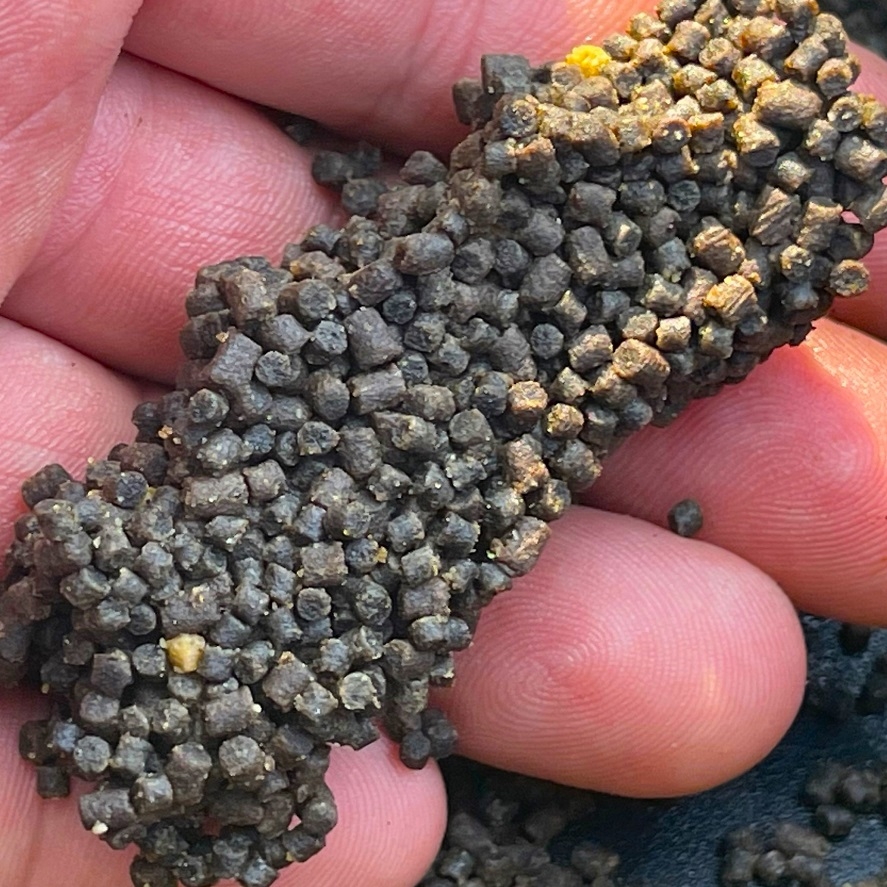 Najlepšie pelety na method feeder: tieto ryby milujú