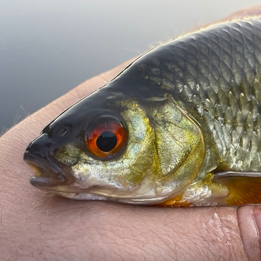 Plávaná na rybníku: lov na plavák na zarastených vodách