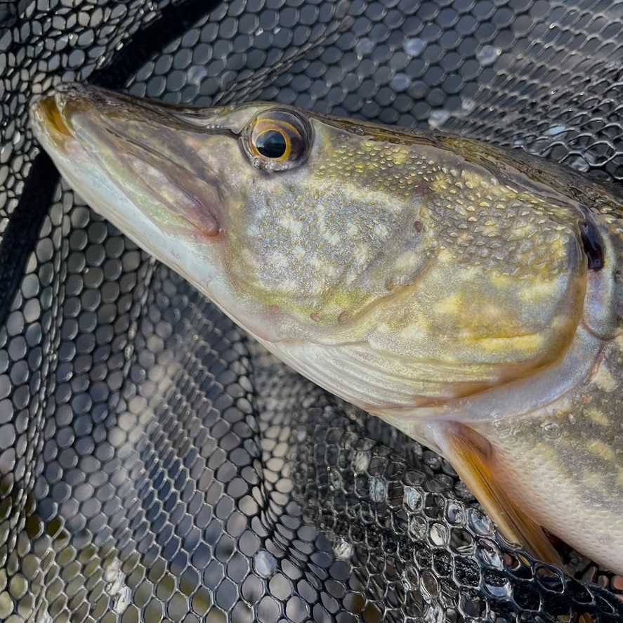 Prívlač na jeseň: tipy, ako chytať na jeseň