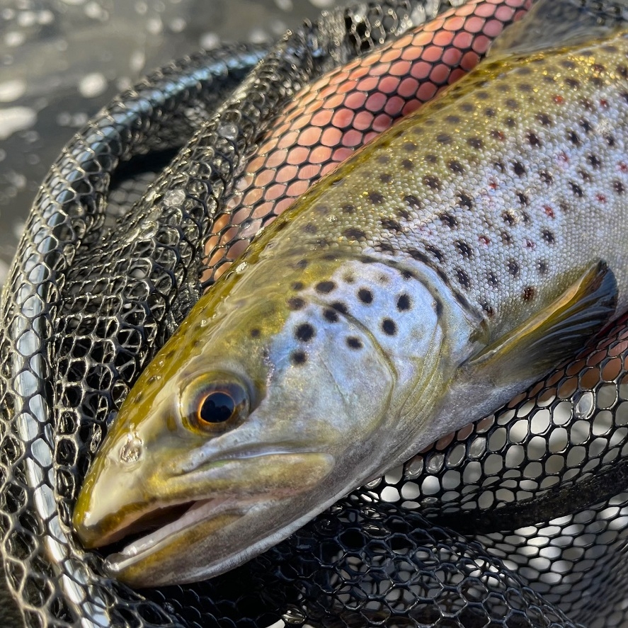 Lov pstruha na prívlač na rieke: miesta, kde môžete chytiť životného pstruha