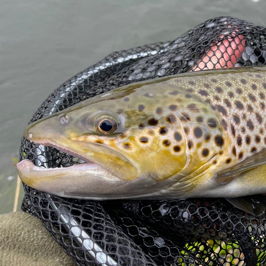 Pstruh na prívlač: vybavenie na pstruhy na prívlač