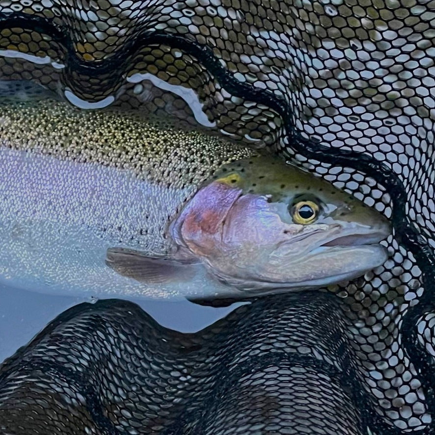 Lov pstruha dúhového na prívlač: prívlač plná zábavy