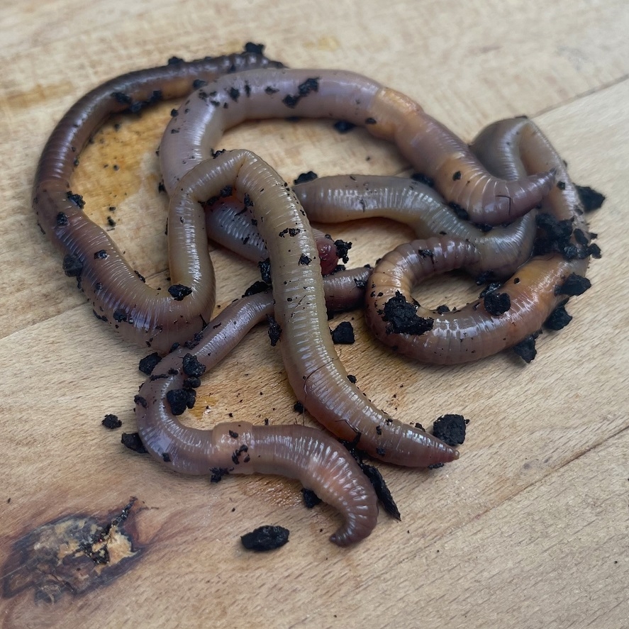 Rybárčenie na dážďovke: toto pri love na dážďovku nerobte