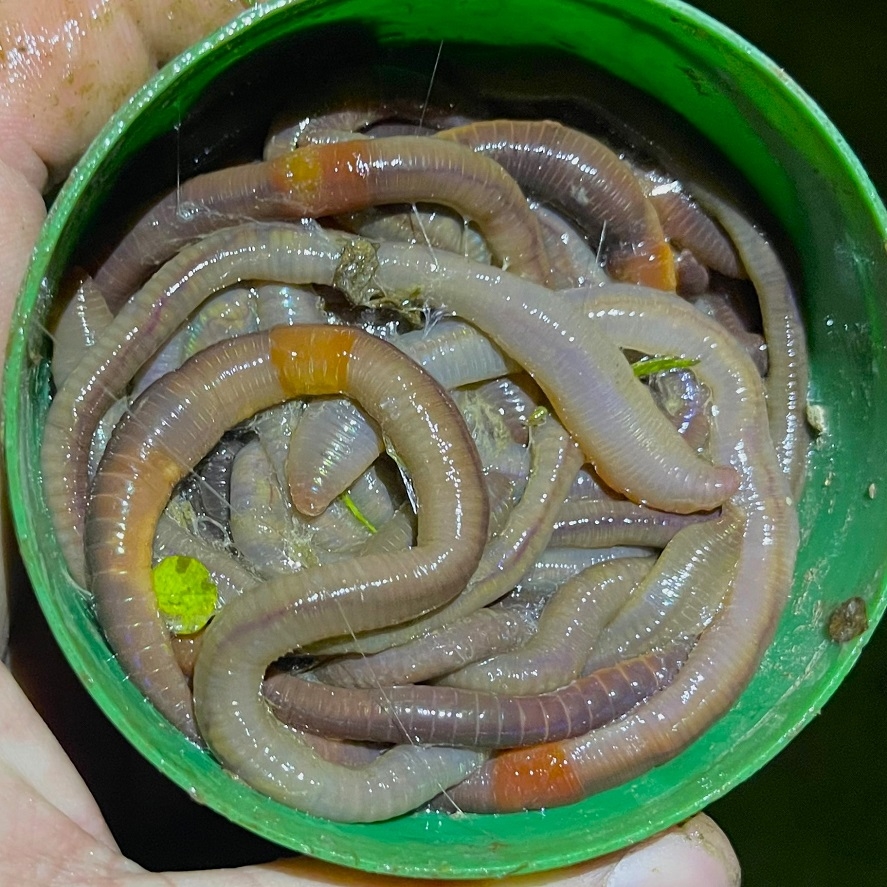 Návod, ako rýchlo nazbierať dážďovky na ryby