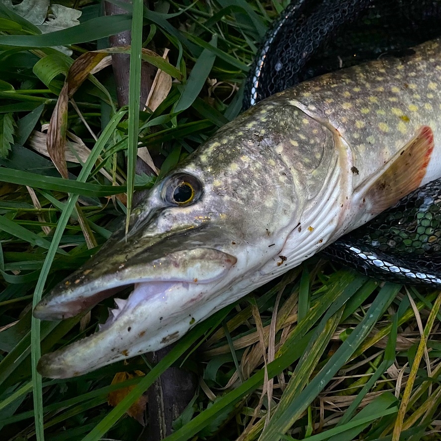 Šťuka na prívlač: ako na to? Rady, ktoré vám pomôžu chytiť šťuku