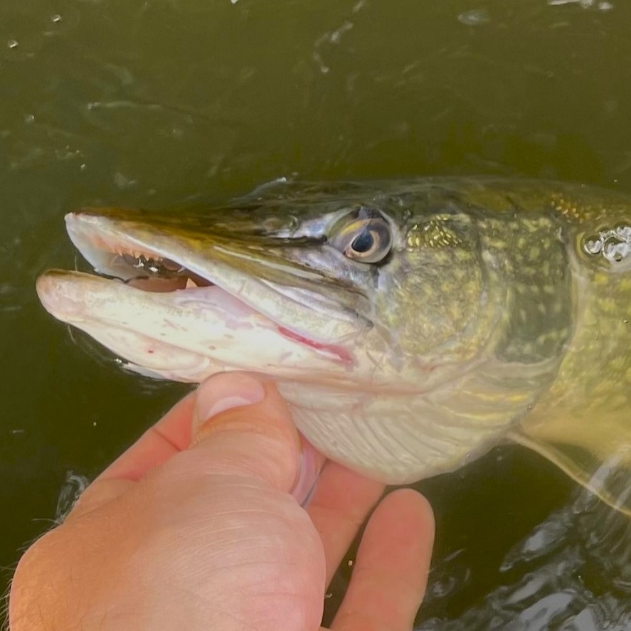 Nástrahy na šťuku na prívlač: na čo chytať šťuky? Skúste tieto nástrahy