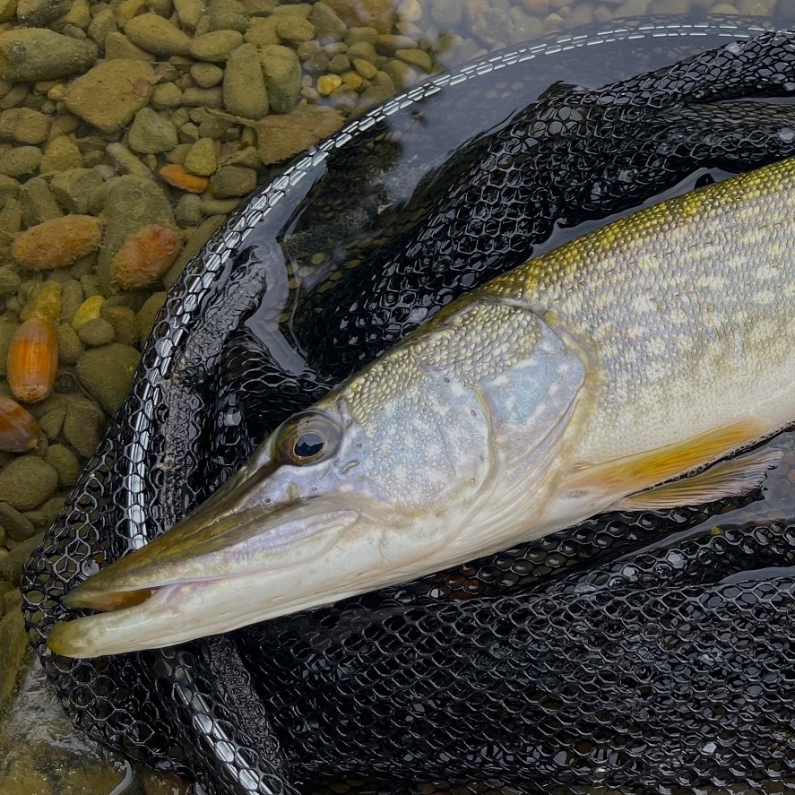 Lov šťuky: na týchto miestach chytíte šťuku