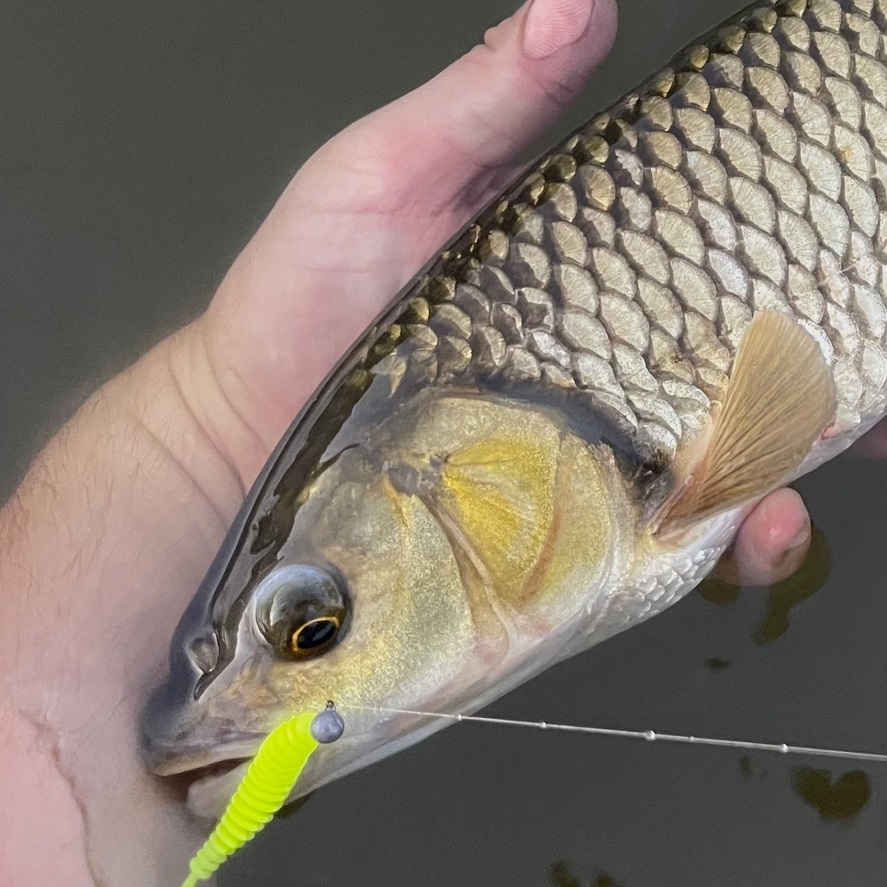 Lov jalca na prívlač: tipy, ako chytať jalca na prívlač