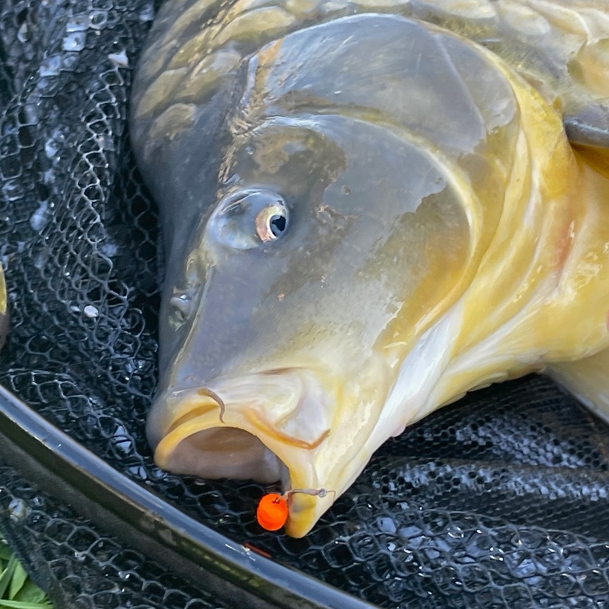 Lákavá nástraha na method feeder: po tomto kapri šalejú