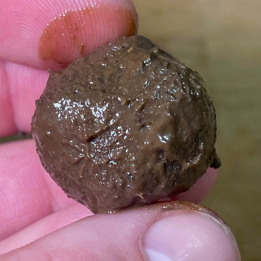 Poznáte belachan? Silný zápach, ktorý kapry zbožňujú