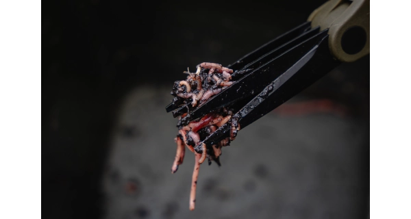 AVID - Nožnice na dážďovky Worm Choppers