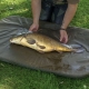 AVID - Podložka Revolve Folding Flat Mat